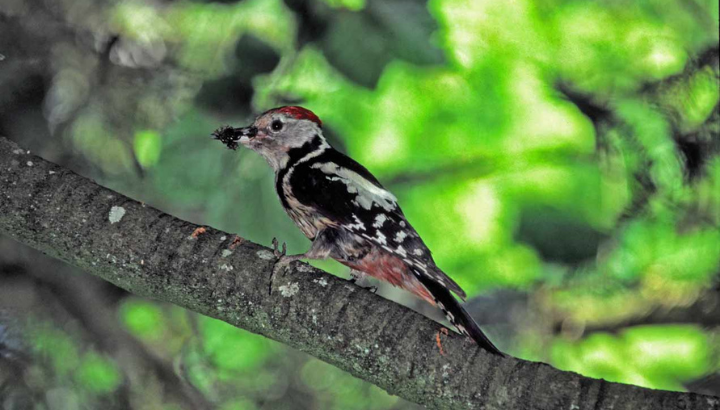 À la recherche du Pic mar